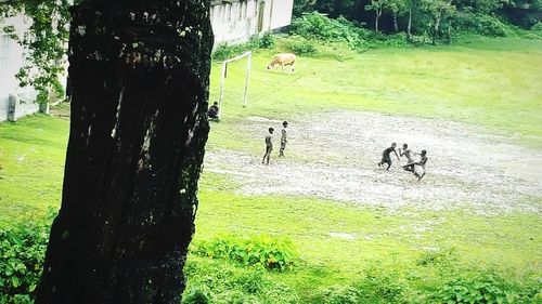 Trees on grassy field