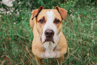 Portrait of a wet dog on field after swimming