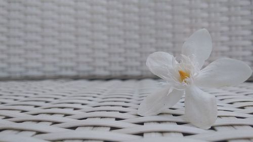 Close-up of white flowering plant