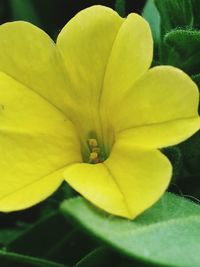 Close-up of yellow flower