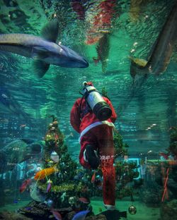 Rear view of person wearing santa clause costume swimming in fish tank