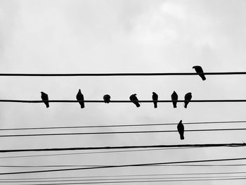 Low angle view of birds perching on cable against sky