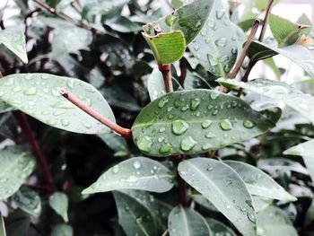 Close-up of raindrops on leaves