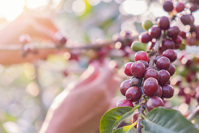 Close-up of berries growing on plant