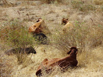 Deer on field