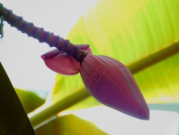 Close-up of flowers