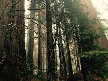 View of trees in forest