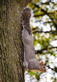 Close-up of squirrel on tree trunk