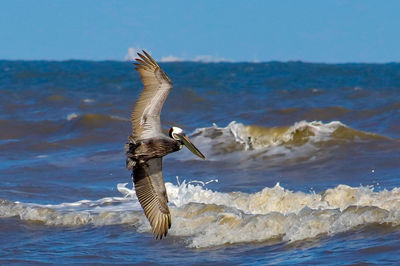 Seagull flying over sea against sky