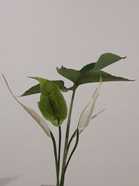 Close-up of plant against white background