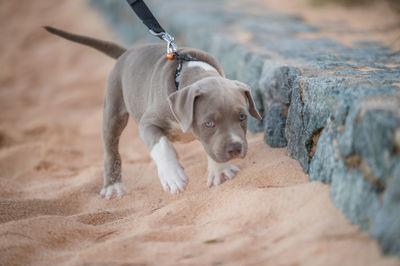 Puppy looking away