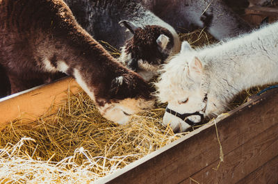 High angle view of sheep in pen