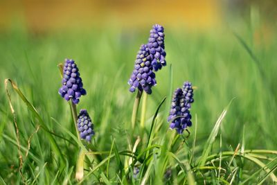 Close-up of purple flowering plants on field