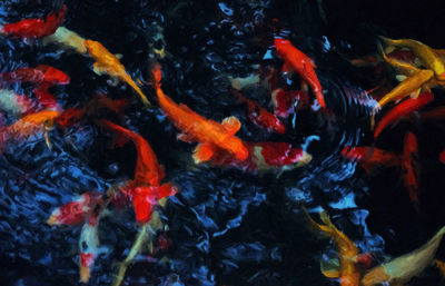 Fish swimming in pond