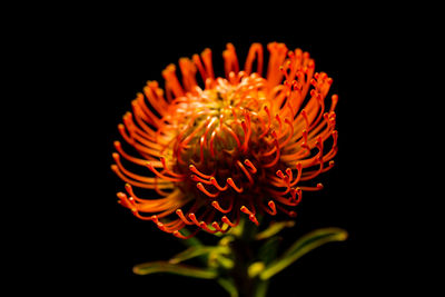 Close-up of purple flower against black background