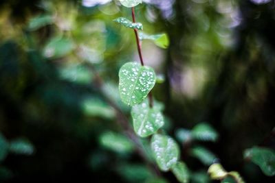 Close-up of water drops on leaf