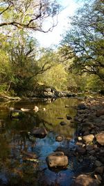 Scenic view of lake in forest