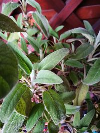 High angle view of green plant