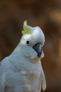 Close-up of sulphur-crested cockatoo