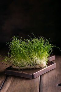 Fresh microgreens on a wooden table, healthy lifestyle concept, close up