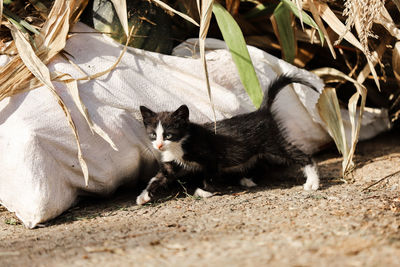 Portrait of cat relaxing on field