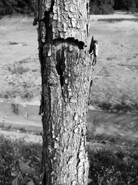 Close-up of tree trunk on field