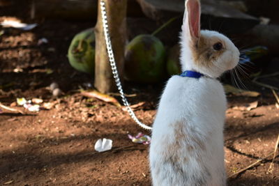 Close-up of a rabbit