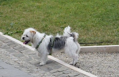 White dog on grass