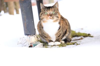 Portrait of cat sitting on snow during winter