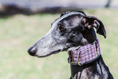 Portraiture black spanish greyhound with martingala blue and red