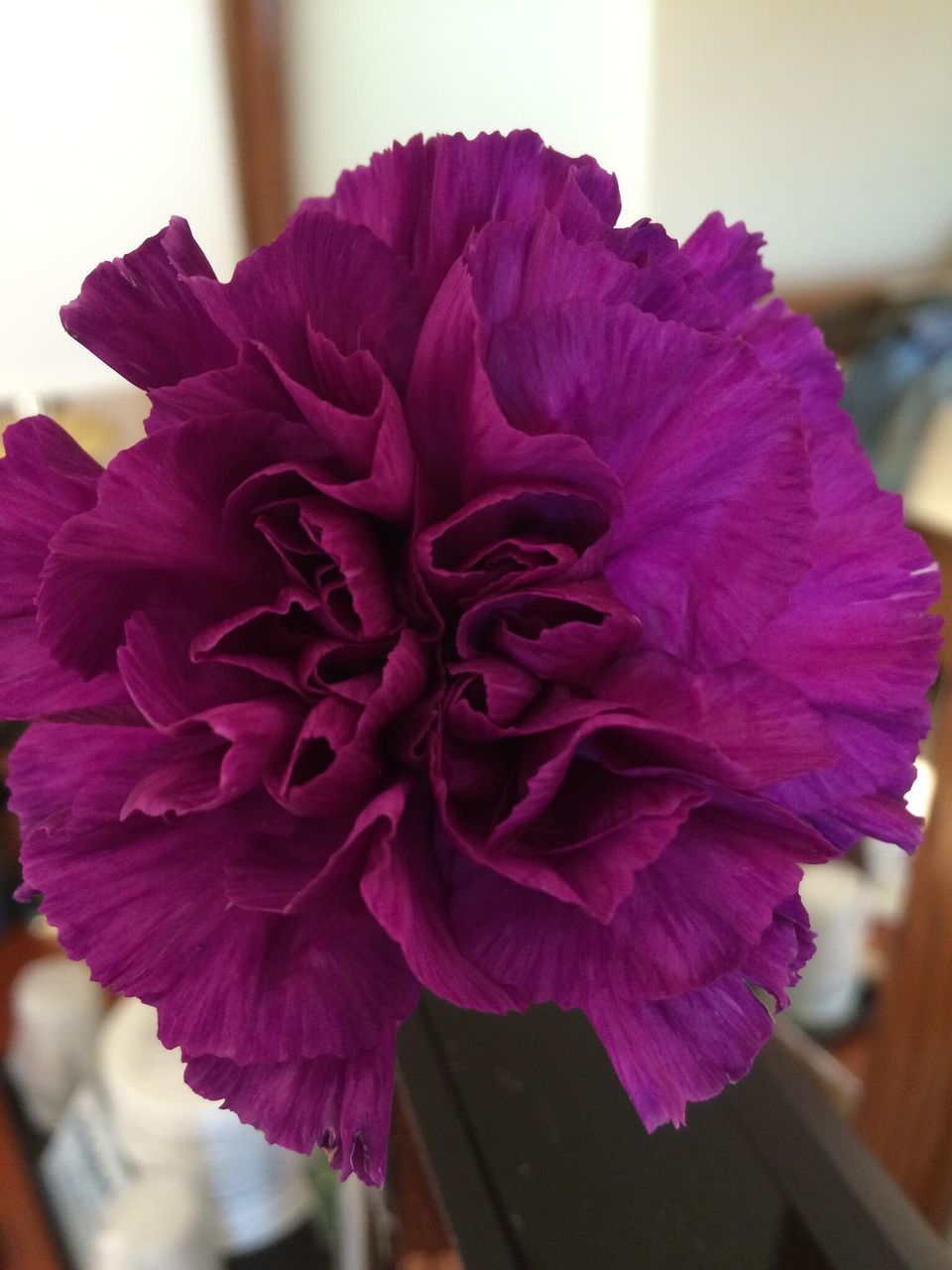 CLOSE-UP OF A FLOWER BLOOMING OUTDOORS