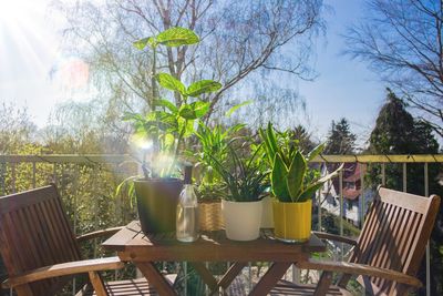 Potted plants on table in yard against sky
