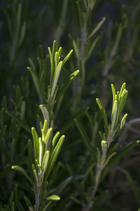 Close-up of plant growing on field