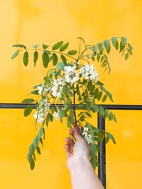 Close-up of woman hand holding plants against yellow wall