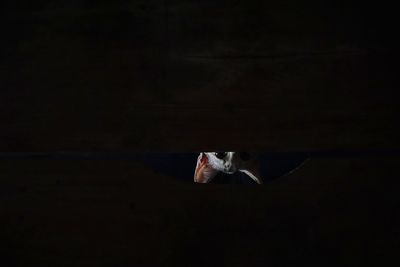 Close-up of a bird over black background