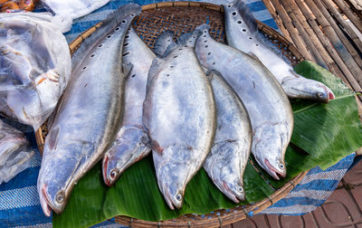 fish
