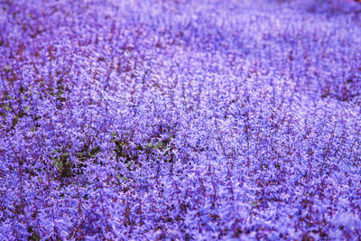 Close-up of fresh purple flowers