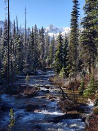 Scenic view of forest against clear sky