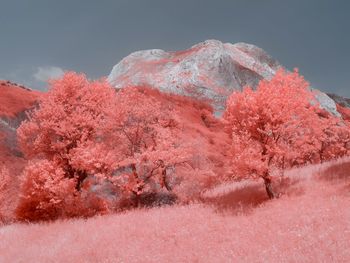 Pink infrared landscape in summer against sky