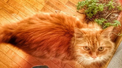 Cat lying on wooden floor