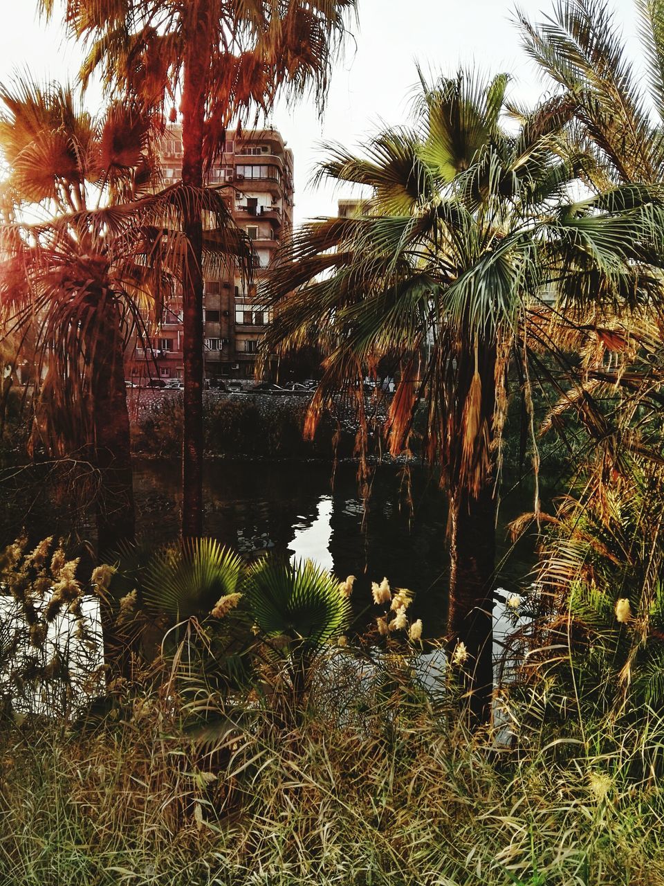 palm tree, tree, growth, water, nature, tree trunk, outdoors, no people, beauty in nature, grass, day