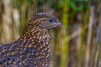 Close-up of a bird looking away