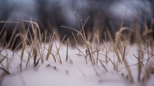 Close-up of frozen plants on field