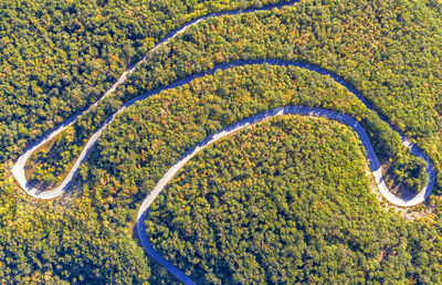 High angle view of plants growing on land