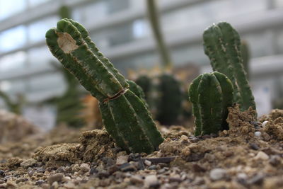 Close-up of cactus growing on field