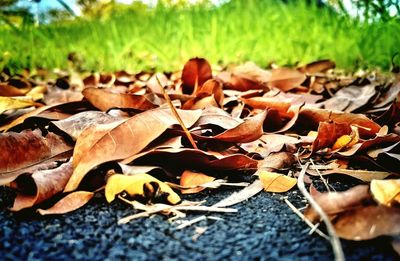 Close-up of dry autumn leaves on field