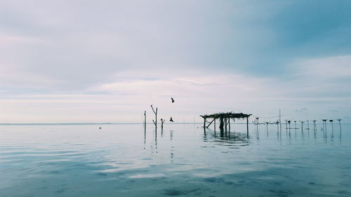 Birds flying over calm sea