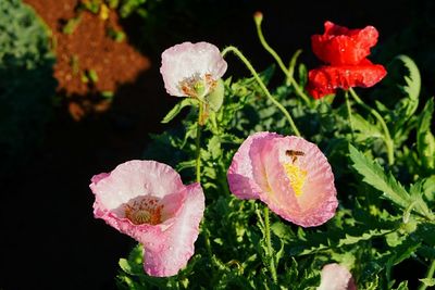 Close-up of pink flowers blooming outdoors