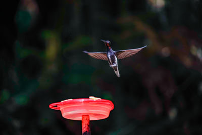 Close-up of a bird flying