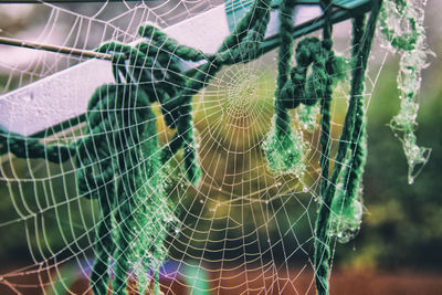 Close-up of spider web